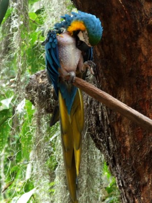 Der "Hendl-Papagei" im Park "El Gallineral" in San Gil