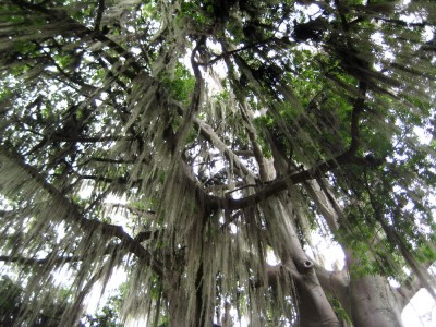 Tillandsien hängen überall von den Bäumen in San Gil