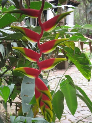 Pflanze in San Gil